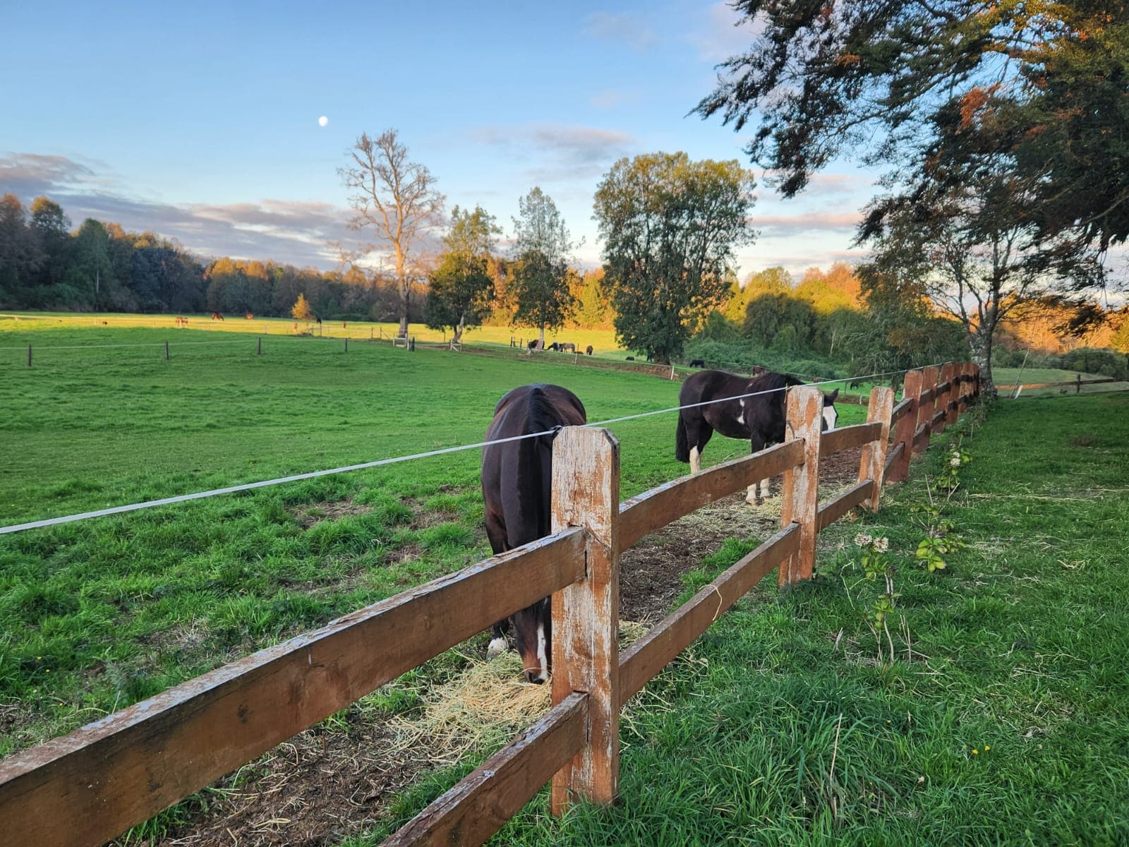 Caballos en el potrero al atardecer, Fundo Los Huapes