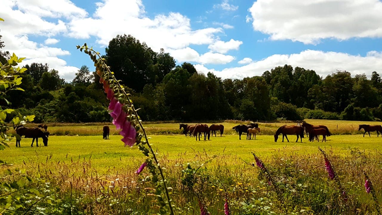 Caballos pastando en potreros con flores silvestres y árboles nativos