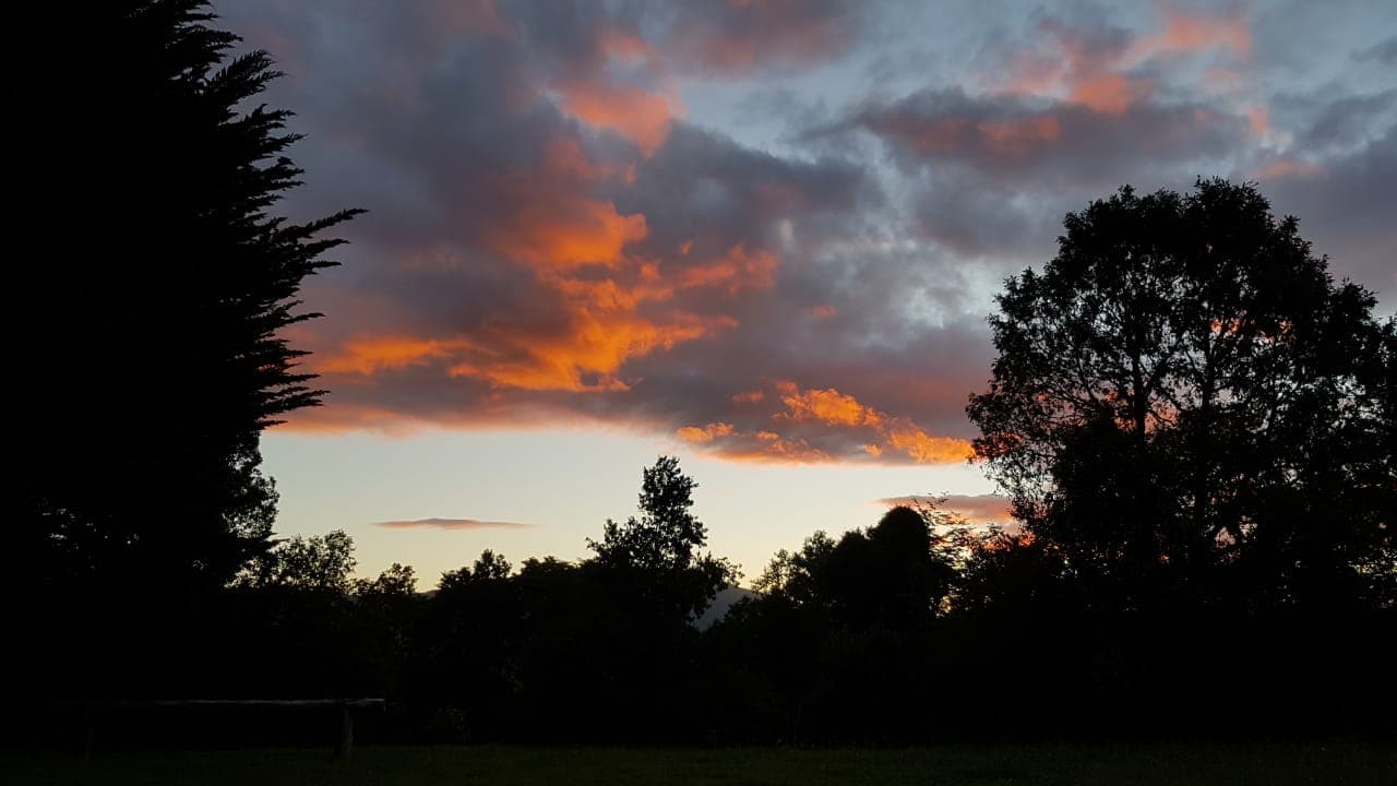 Atardecer dramático con siluetas de árboles nativos